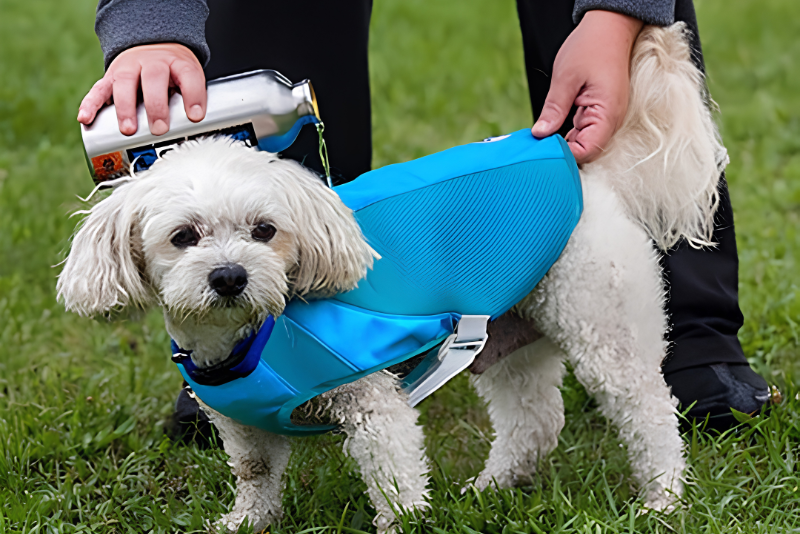 Dressing Pets With Everyday Comfort