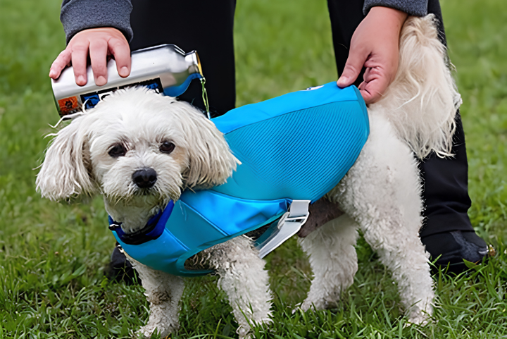 Dressing Pets With Everyday Comfort